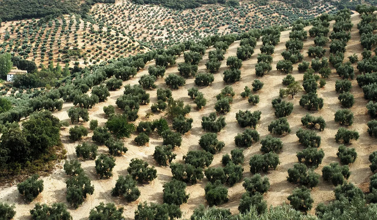 olijven priego de cordoba